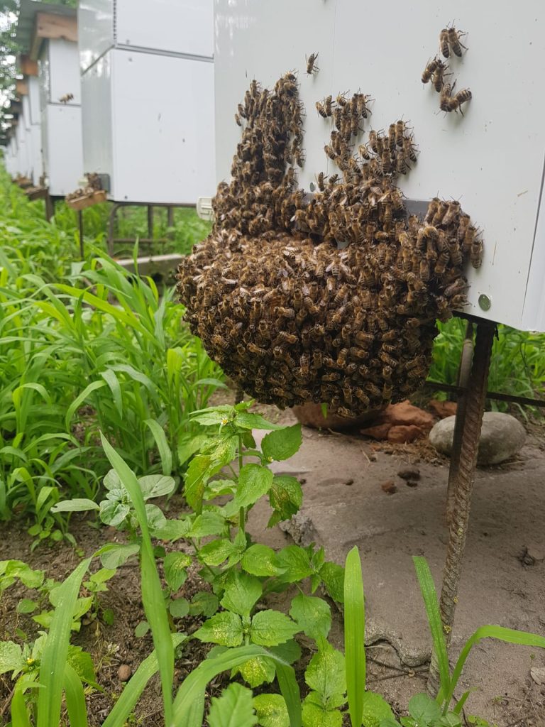 Pasieka pszczeli zaulek miód