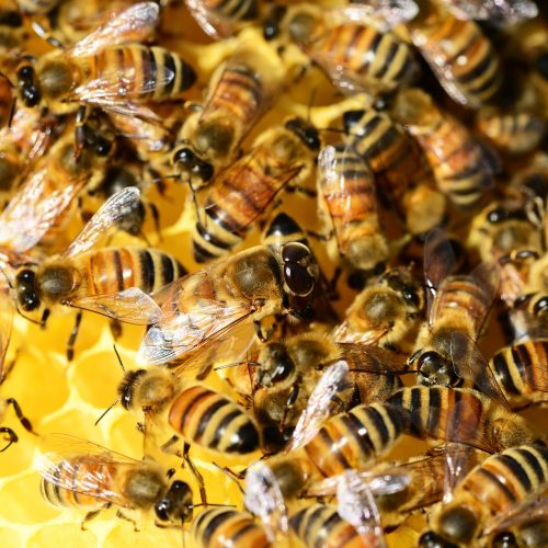 o nas i naszej pasiece Pszczeli Zaulek miody naturalne